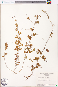 Lespedeza repens image