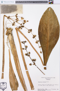 Sagittaria falcata image