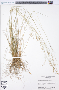 Deschampsia flexuosa image