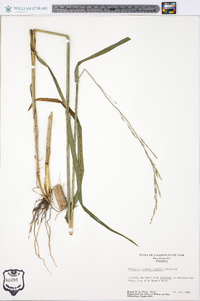 Glyceria septentrionalis image