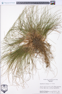 Deschampsia flexuosa image