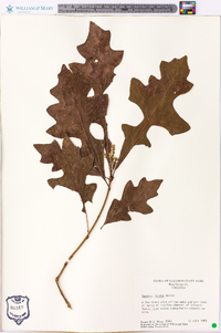 Quercus lyrata image