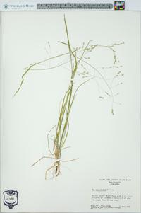 Poa autumnalis image