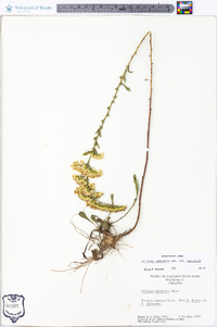 Solidago nemoralis var. nemoralis image