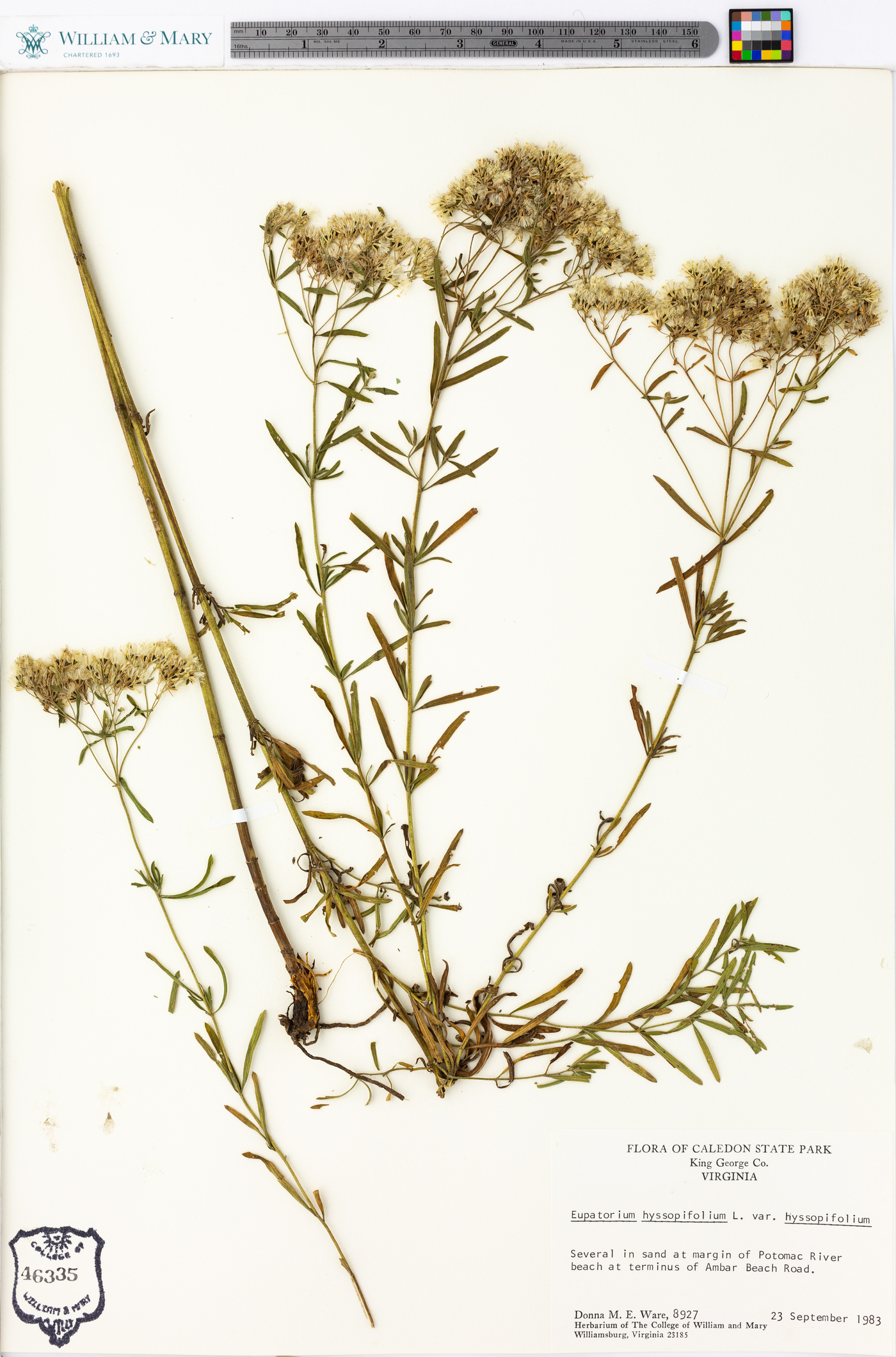 Eupatorium hyssopifolium var. hyssopifolium image