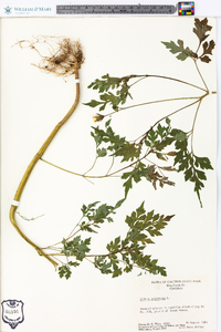 Bidens bipinnata image