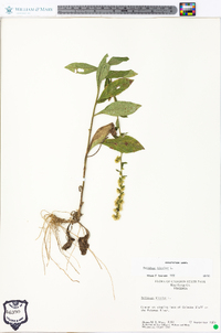 Solidago bicolor image