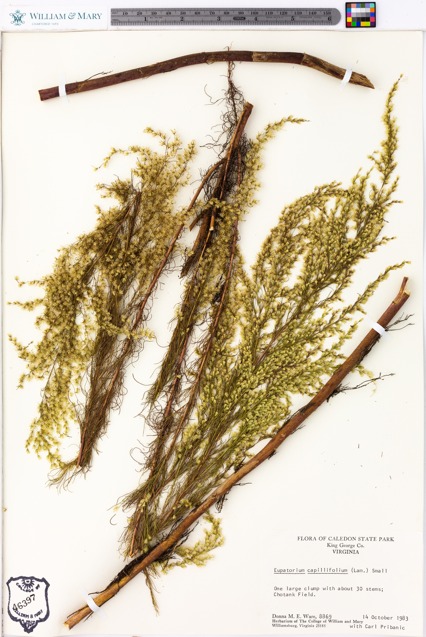 Eupatorium capillifolium image