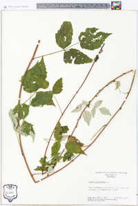 Rubus occidentalis image