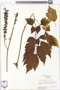 Actaea racemosa image