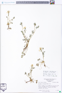 Corydalis flavula image