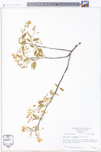 Amelanchier canadensis image