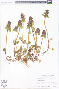 Lamium purpureum image