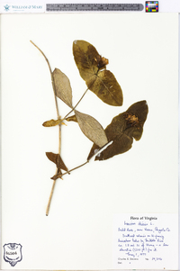 Lonicera dioica image