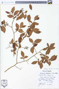 Vaccinium fuscatum image