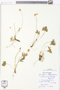 Viola palmata image