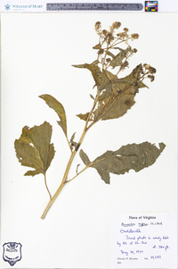 Brassica nigra image