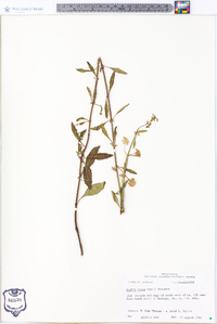 Hyptis alata image