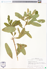 Hypericum walteri image