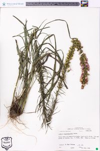 Liatris pycnostachya image