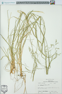 Poa autumnalis image