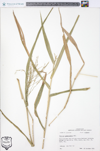 Panicum gymnocarpon image