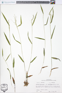 Panicum dichotomum var. barbulatum image