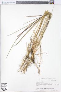 Panicum repens image