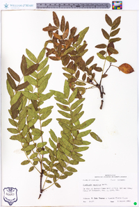 Gleditsia aquatica image