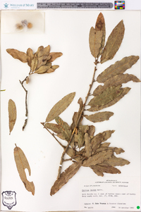 Quercus incana image