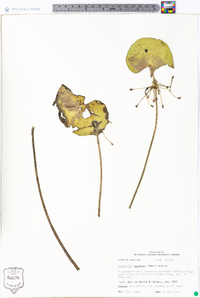 Nymphoides aquatica image