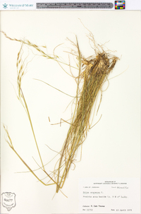 Stipa avenacea image