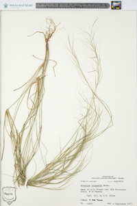 Aristida oligantha image