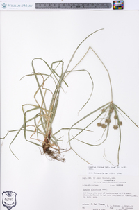 Cyperus croceus image