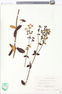 Eriogonum tomentosum image