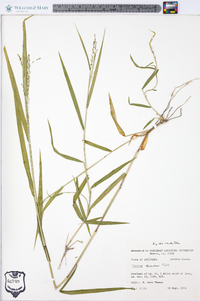 Kellochloa verrucosa image