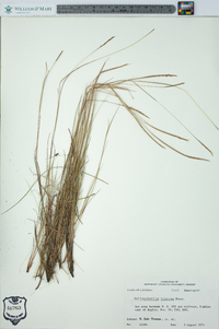 Schizachyrium tenerum image