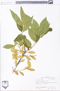 Fraxinus caroliniana image