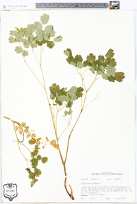 Thalictrum dioicum image