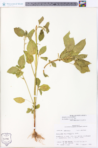 Acalypha ostryifolia image