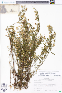 Symphyotrichum lanceolatum var. lanceolatum image