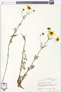 Bidens aristosa image