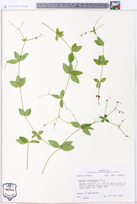 Galium circaezans image