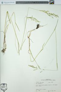 Poa trivialis image