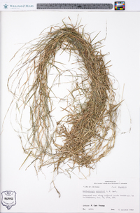 Muhlenbergia schreberi image