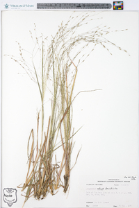 Eragrostis refracta image