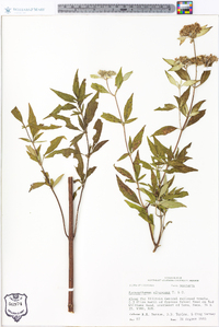 Pycnanthemum albescens image