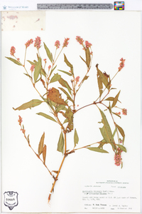 Persicaria bicornis image