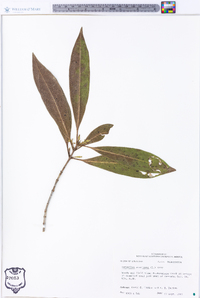 Osmanthus americanus image