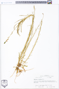 Oenothera linifolia image